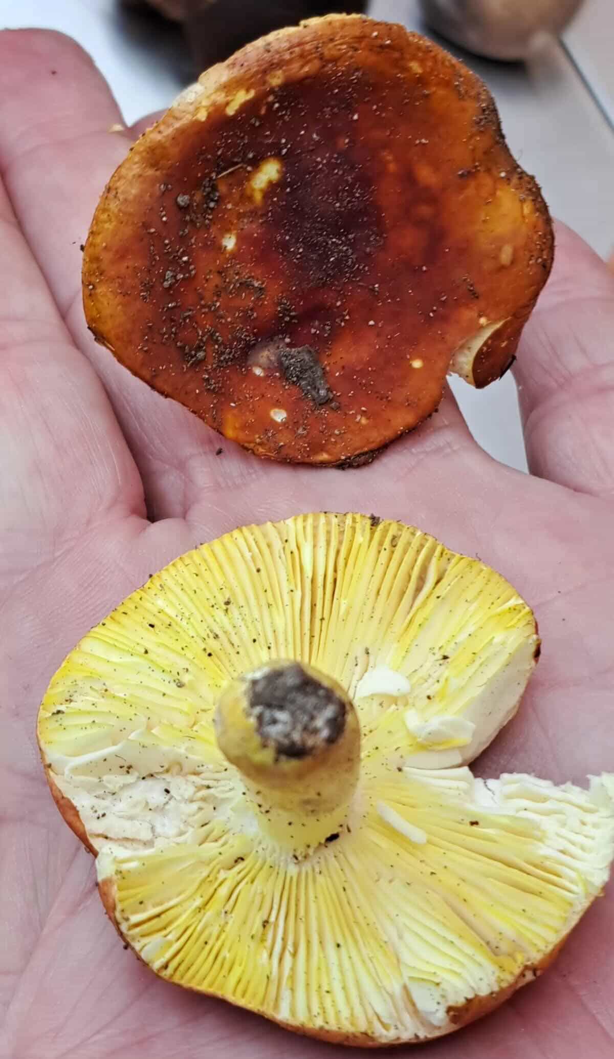 122 Russula aurata