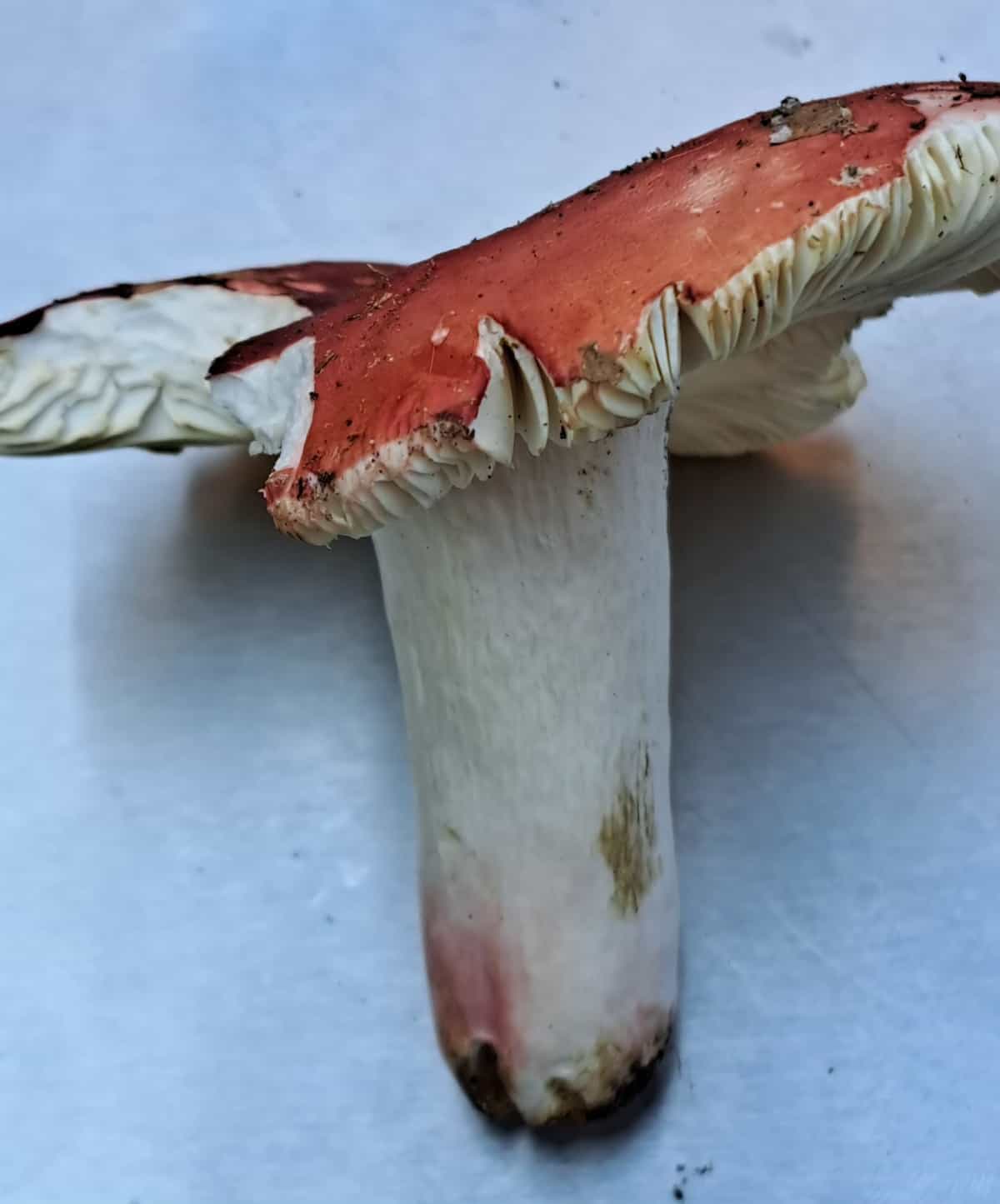 38 RussulaLepida