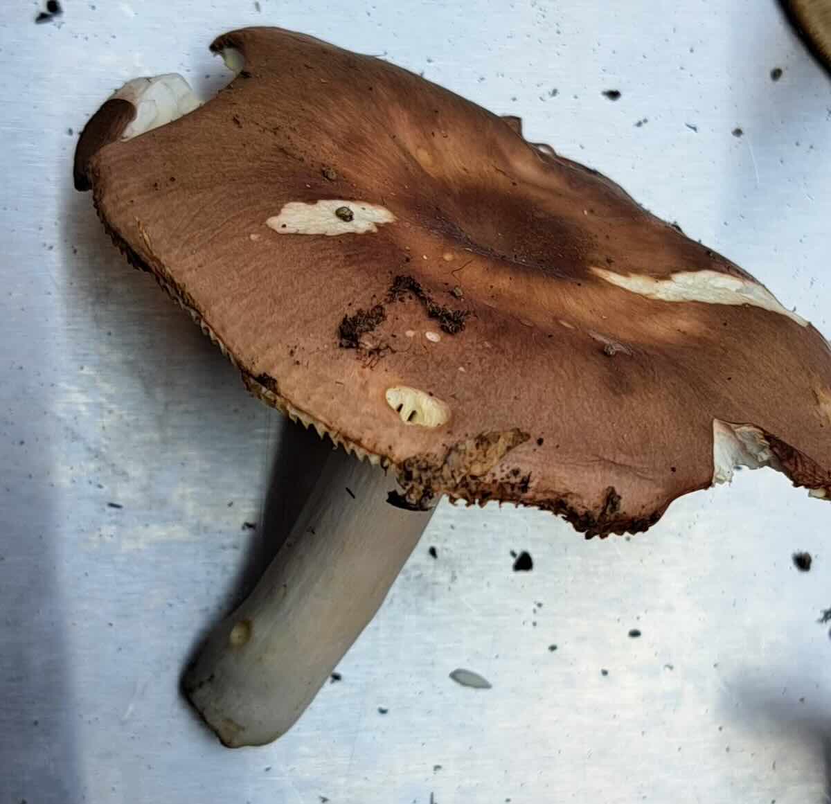 52 Russula vesca 2