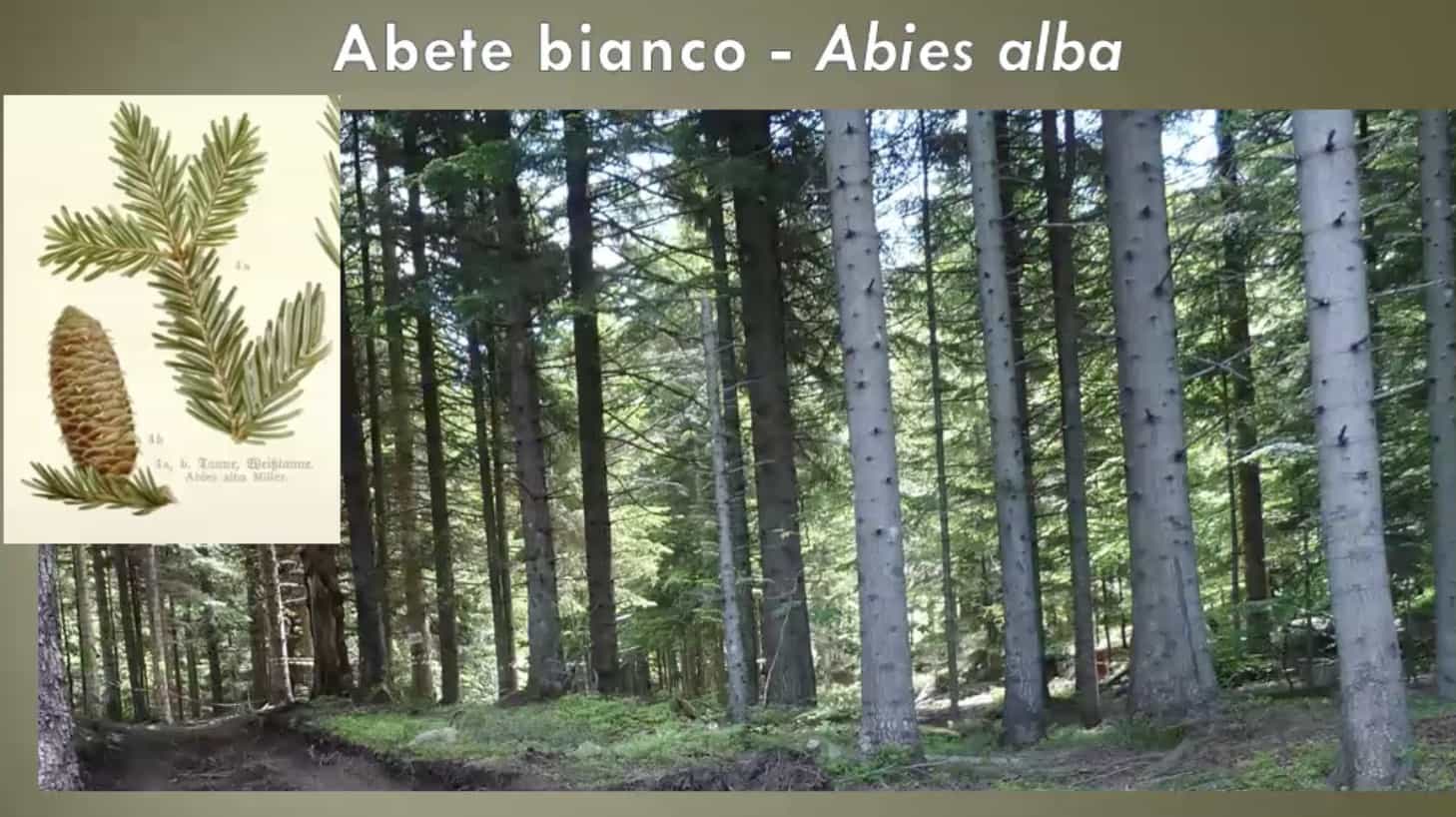 AbeteBianco