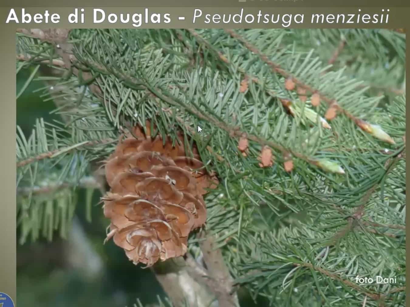 AbeteDiDouglas