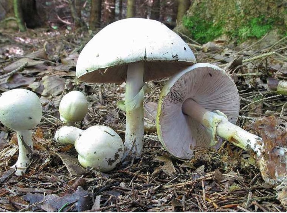 AgaricusXanthodermus