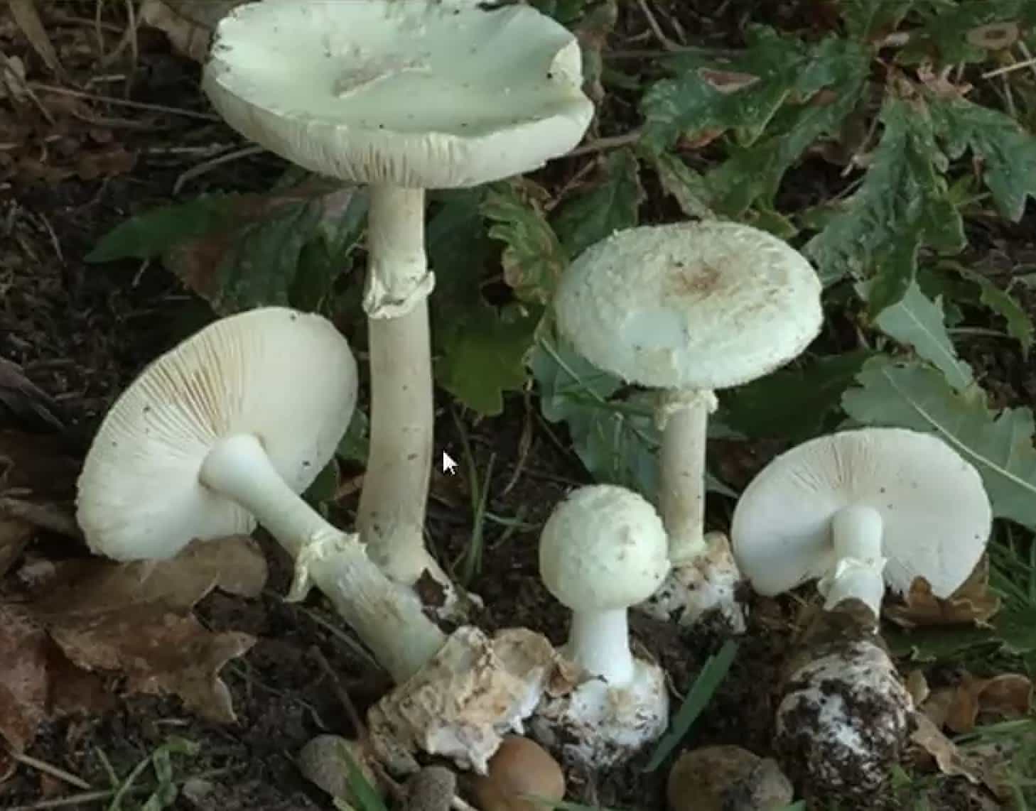 AmanitaCitrina
