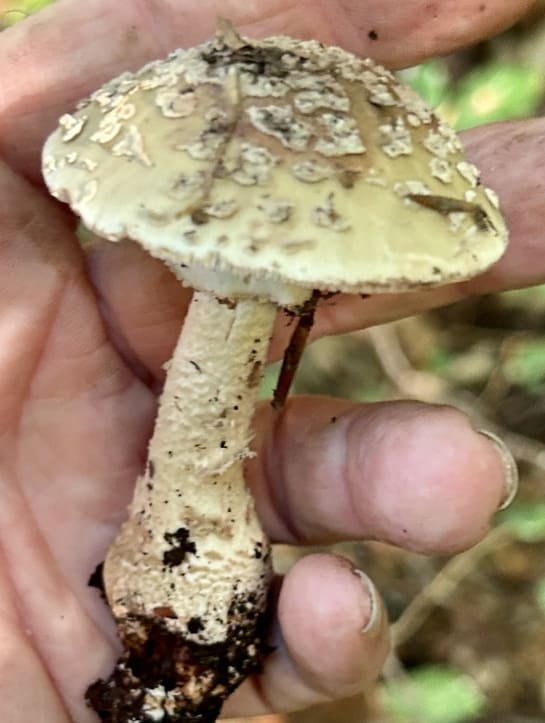 AmanitaExcelsa