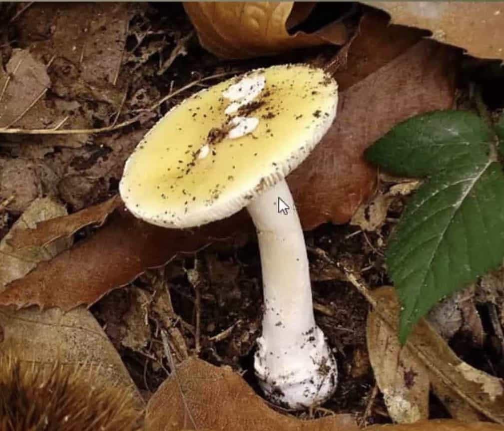 AmanitaGemmata