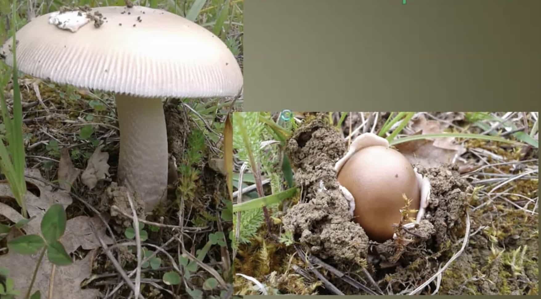 AmanitaLividopallescens