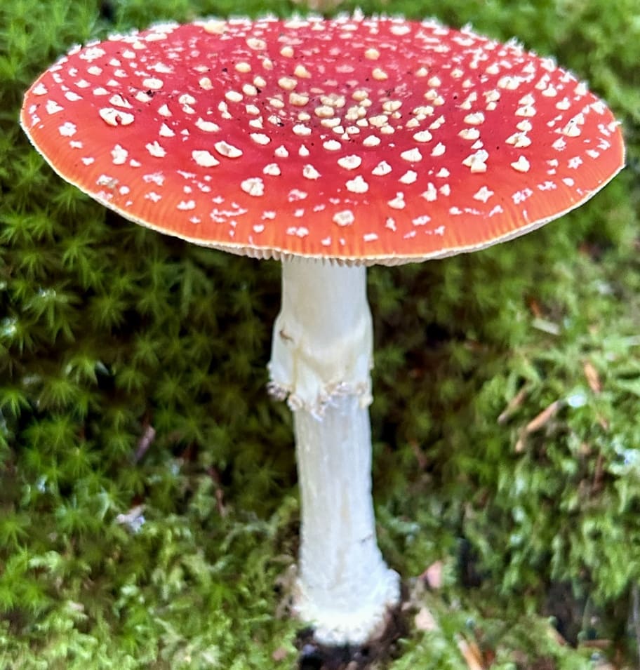 AmanitaMuscaria