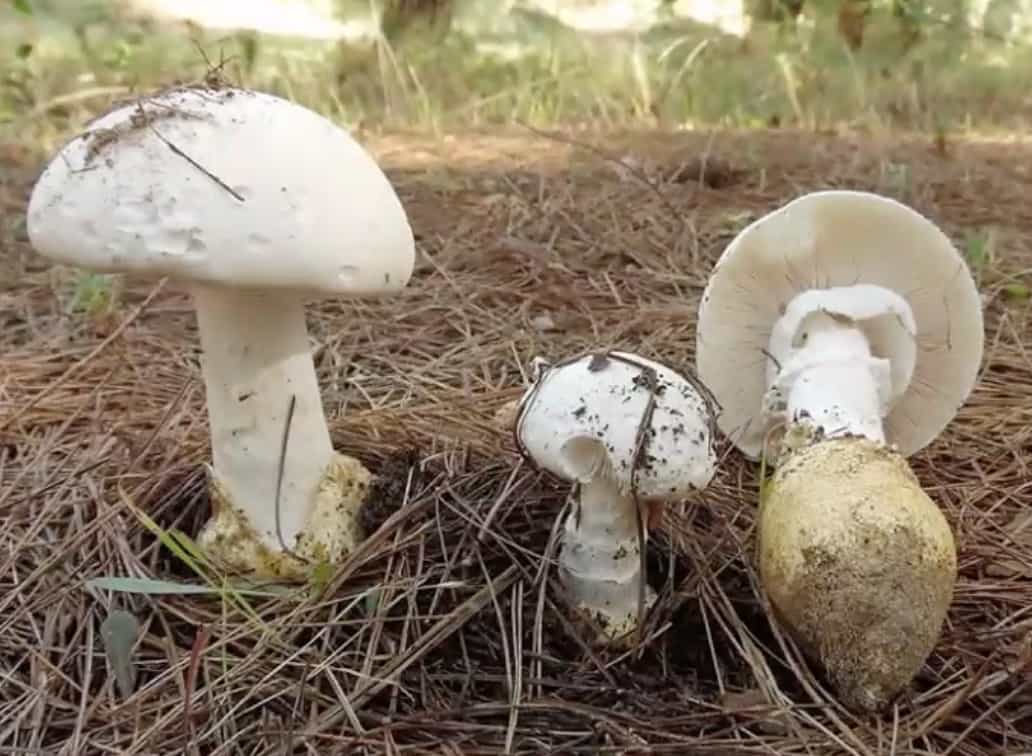 AmanitaProxima
