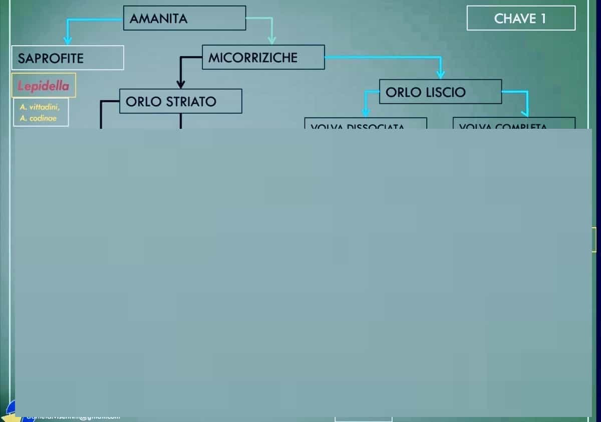 Amanite2