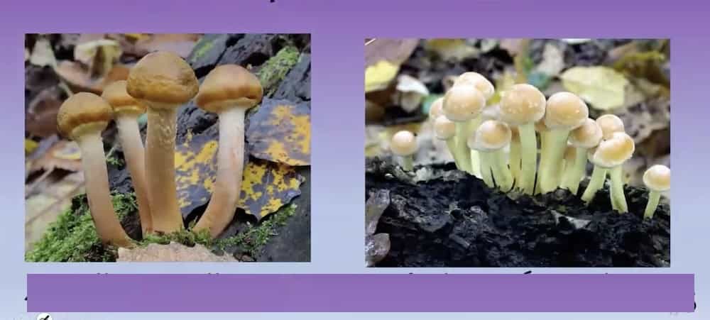 ArmillariaHypholoma1