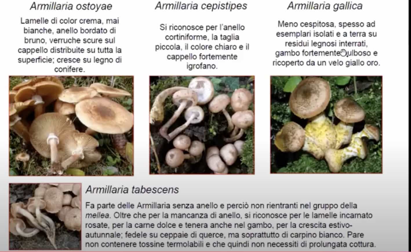 ArmillariaSPP