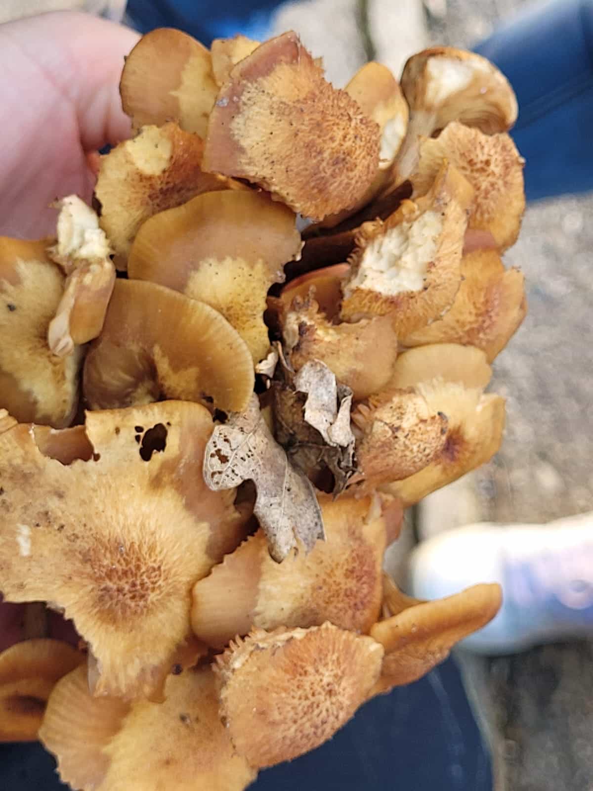 ArmillariaTabescens1