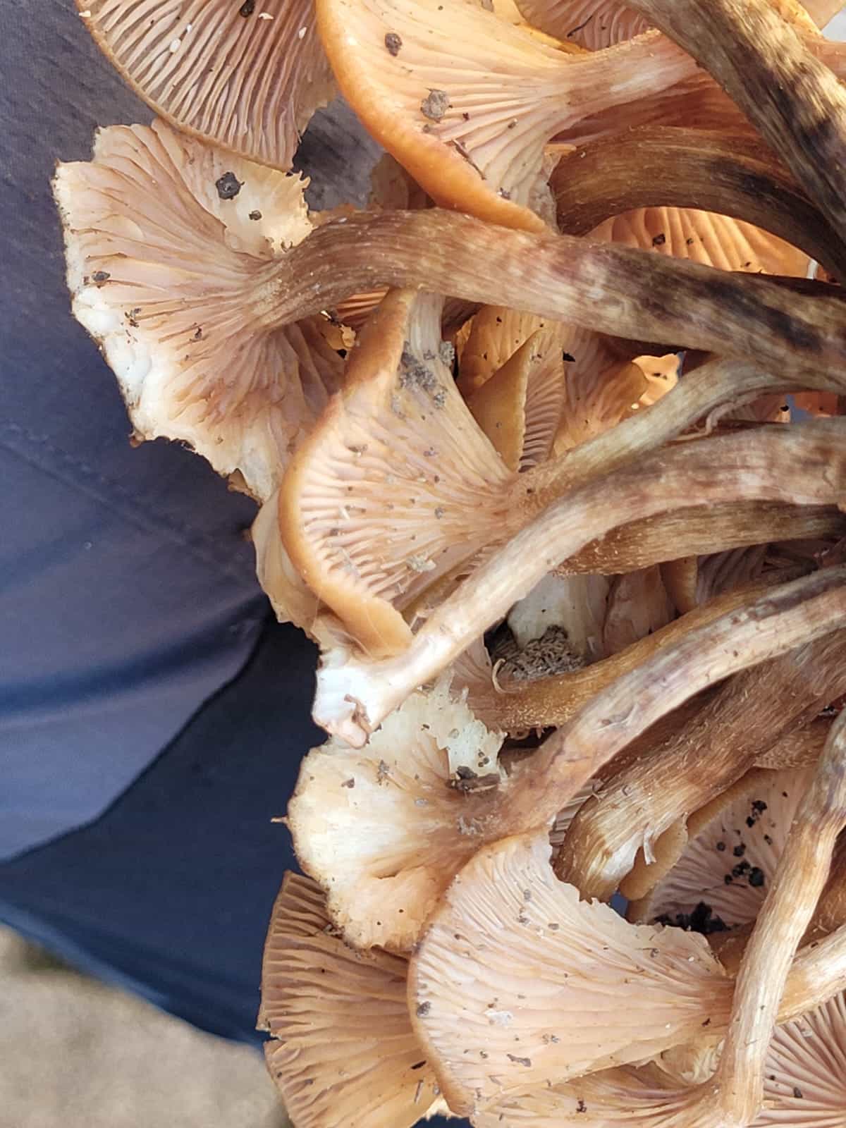 Armillaria Tabescens2
