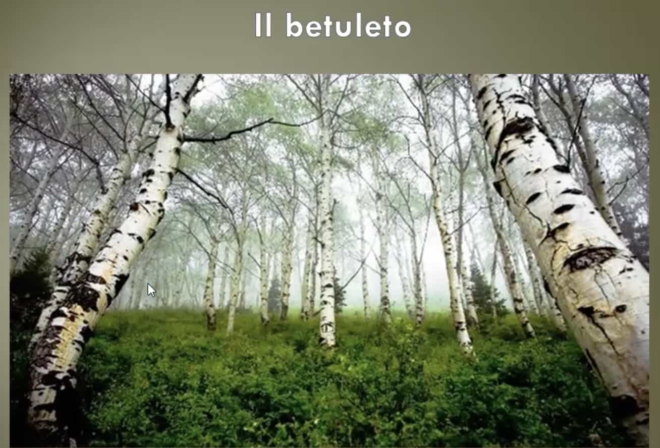 Betulla
