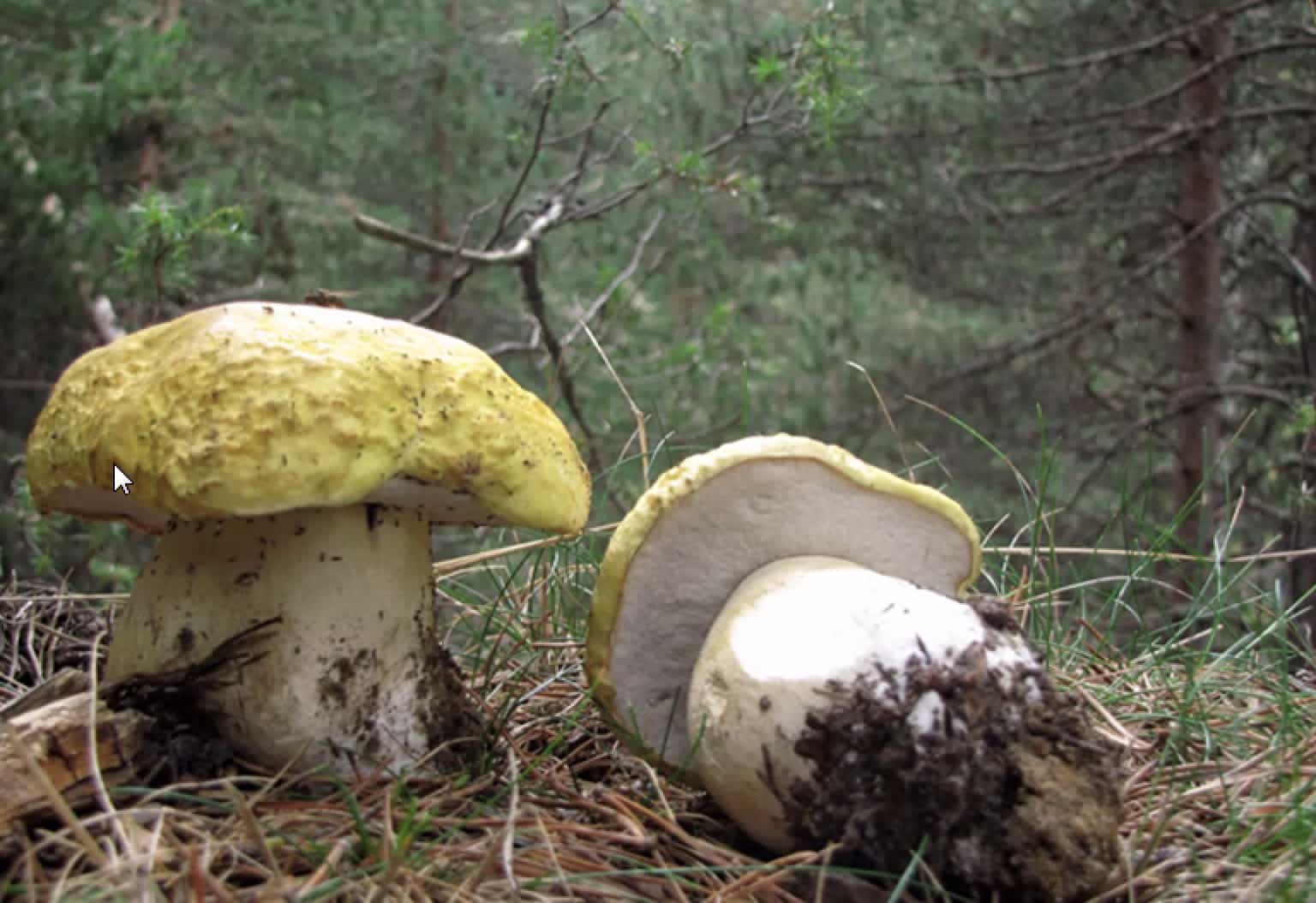 BoletusEdulisCitrina