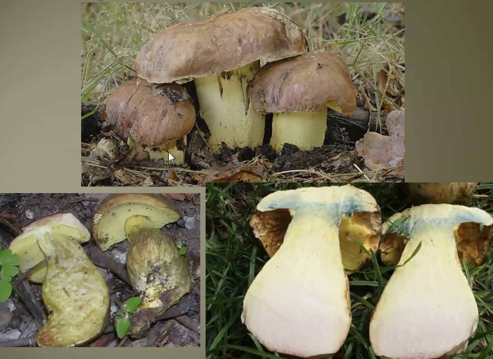ButyriboletusAppendiculatus