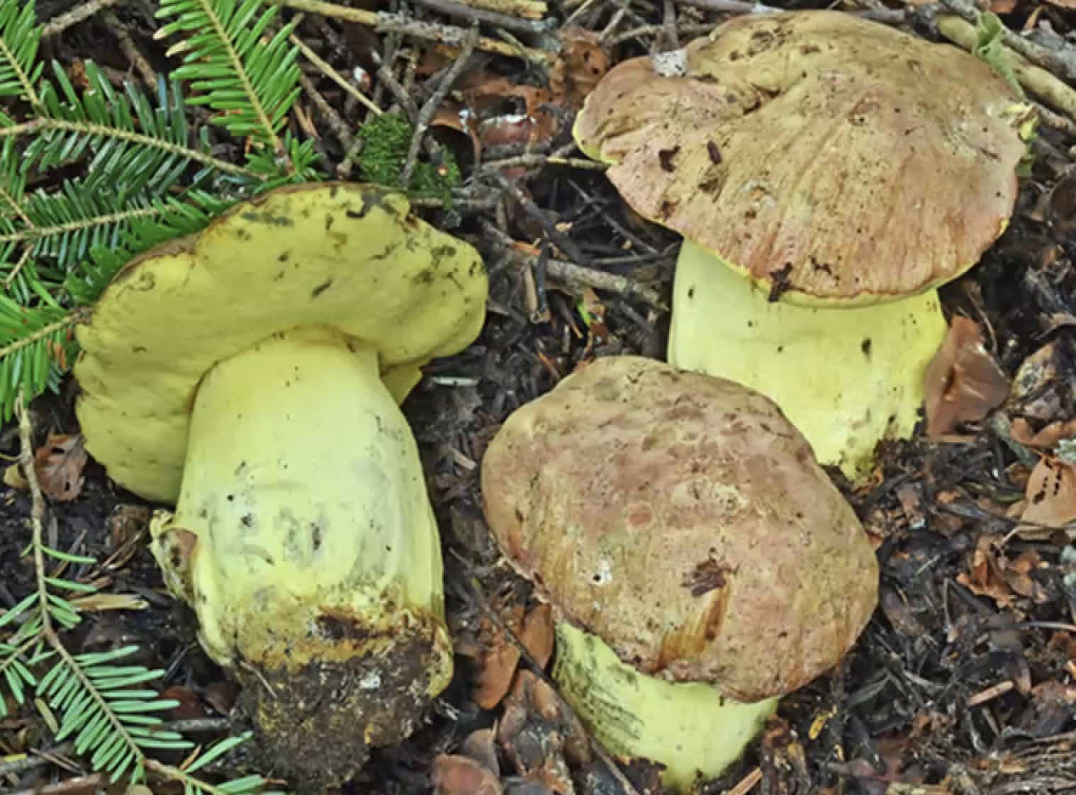 ButyriboletusSuappendicolatus