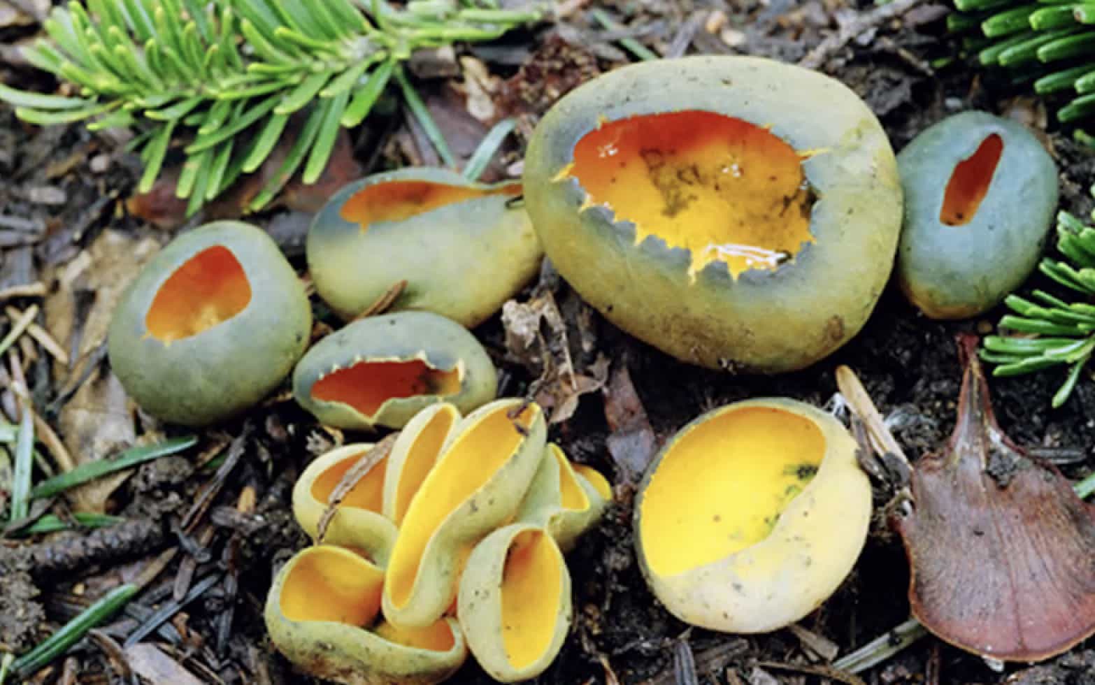 CaloshyphaFulgens