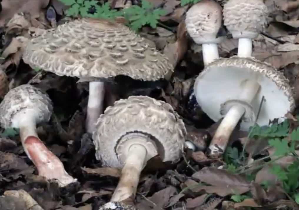 ChlorophyllumRachodes
