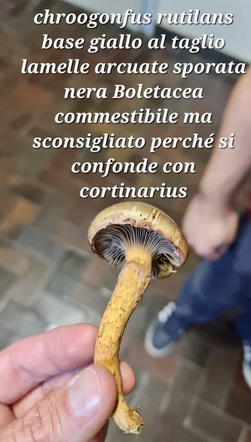 ChrogomphusRutilans