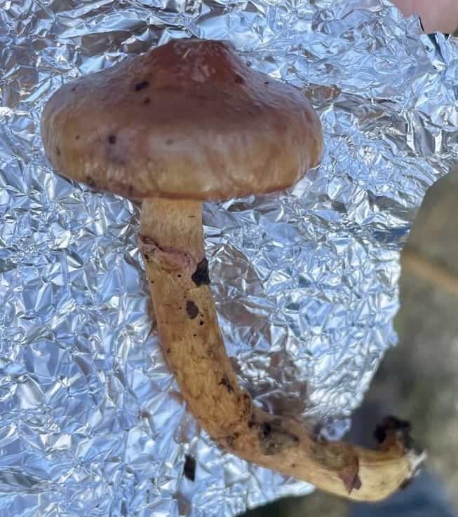 ChrogomphusRutilans1