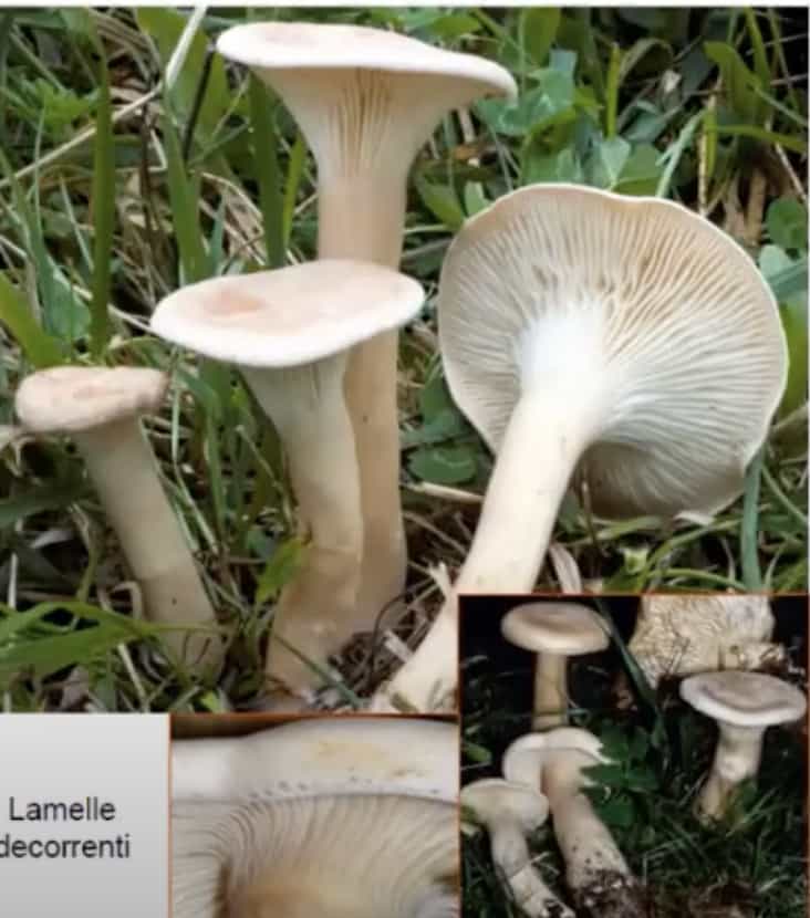 ClitocybeGeotropa