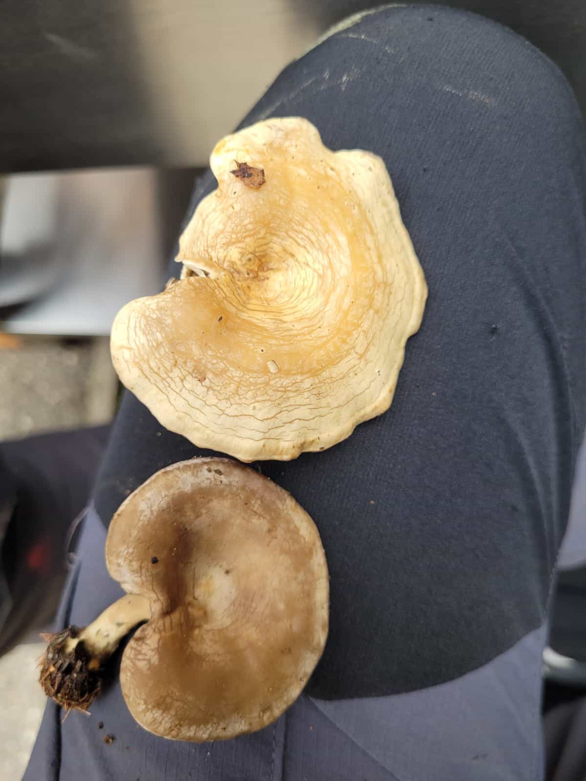 ClitopilusRodocybeMundulus1