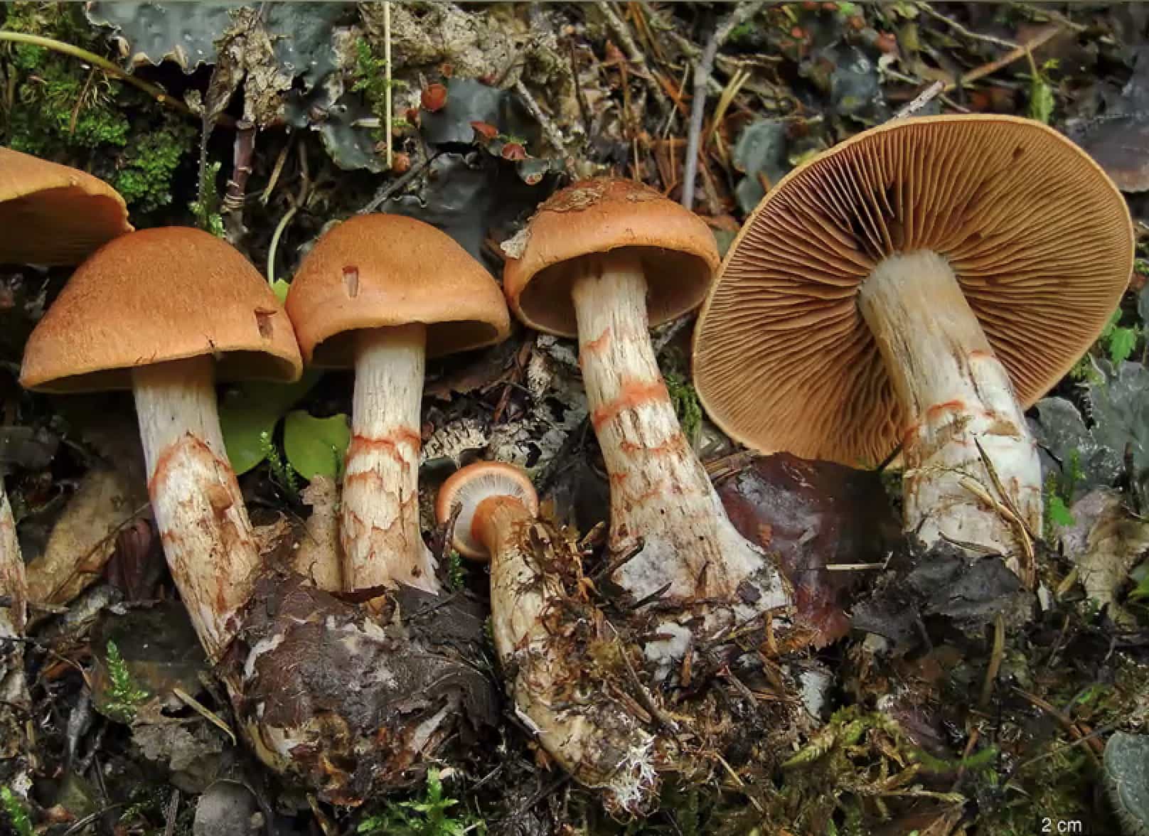 CortinariusArmillatus