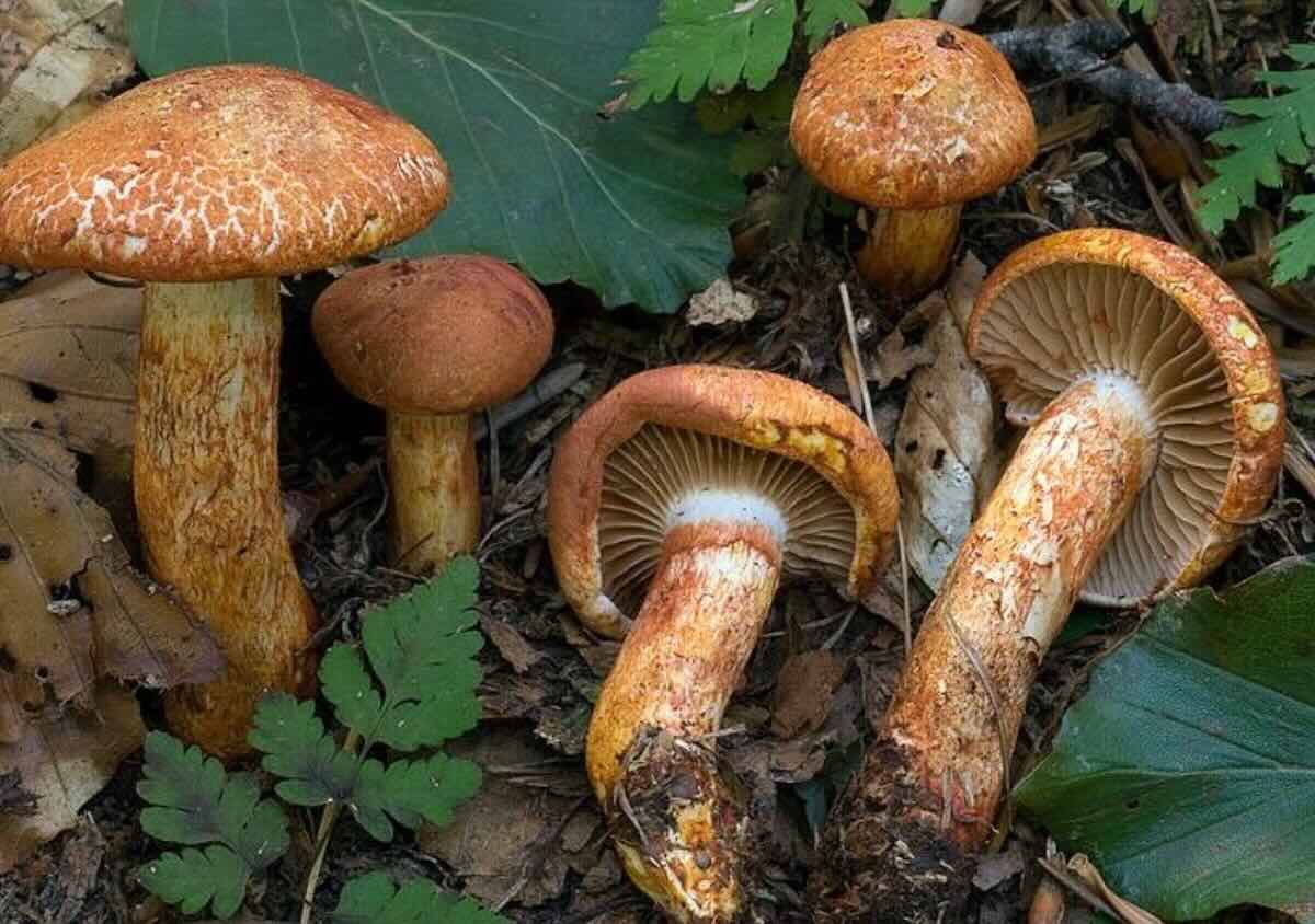 CortinariusBolarisTelamonia