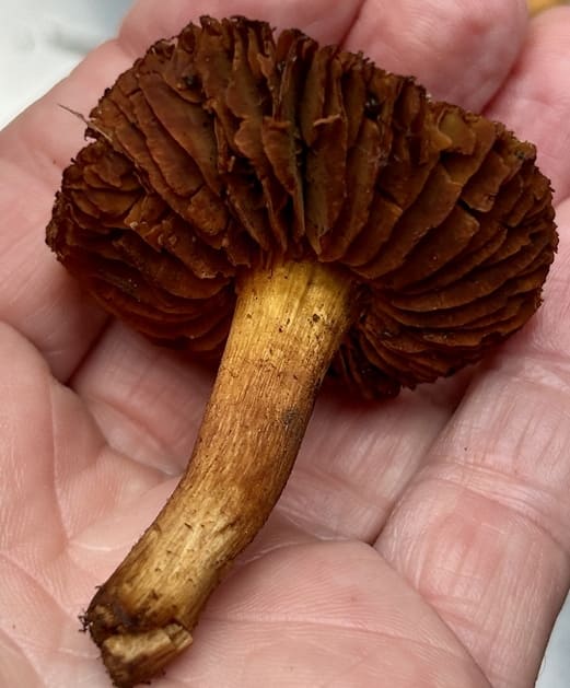 CortinariusOrellanus