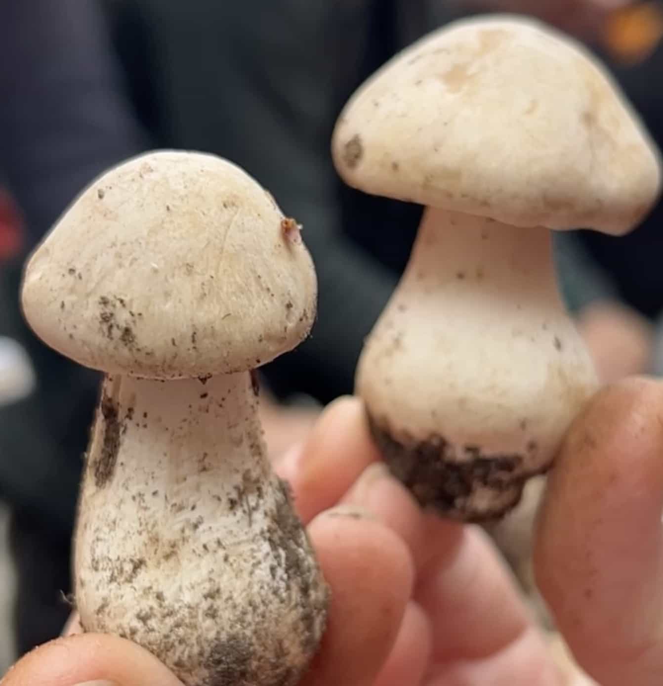 EntholomaSinuatum