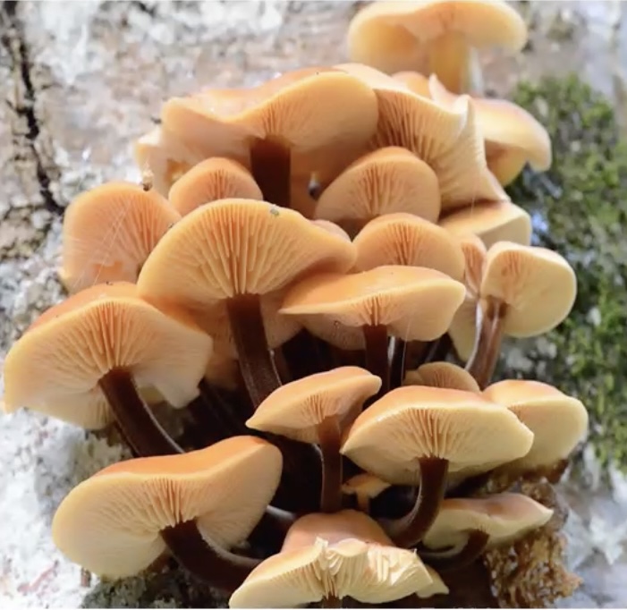 FlammulinaVelutipes