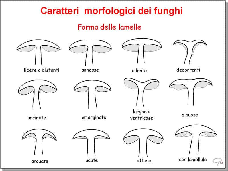 FormeLamelle