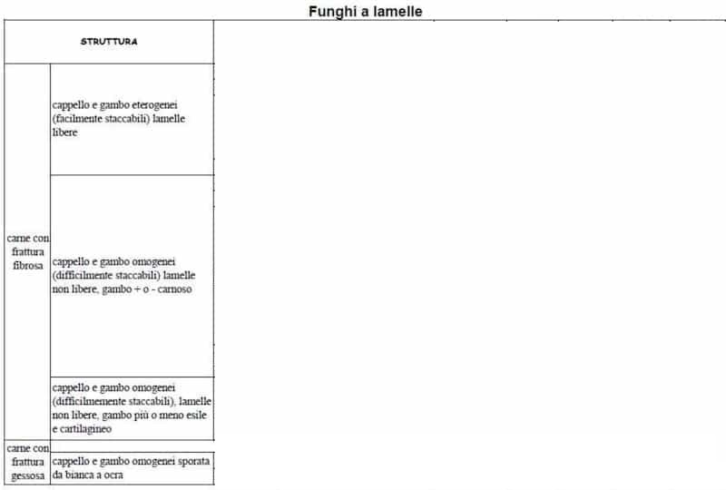 FunghiAlamelle2
