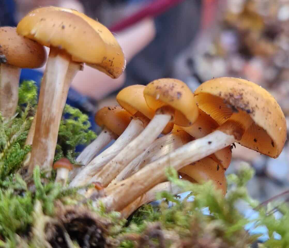 Galerina3