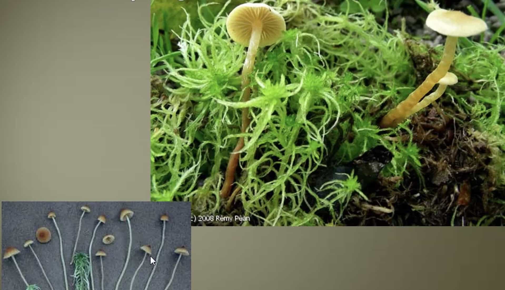 GalerinaSphagnorum