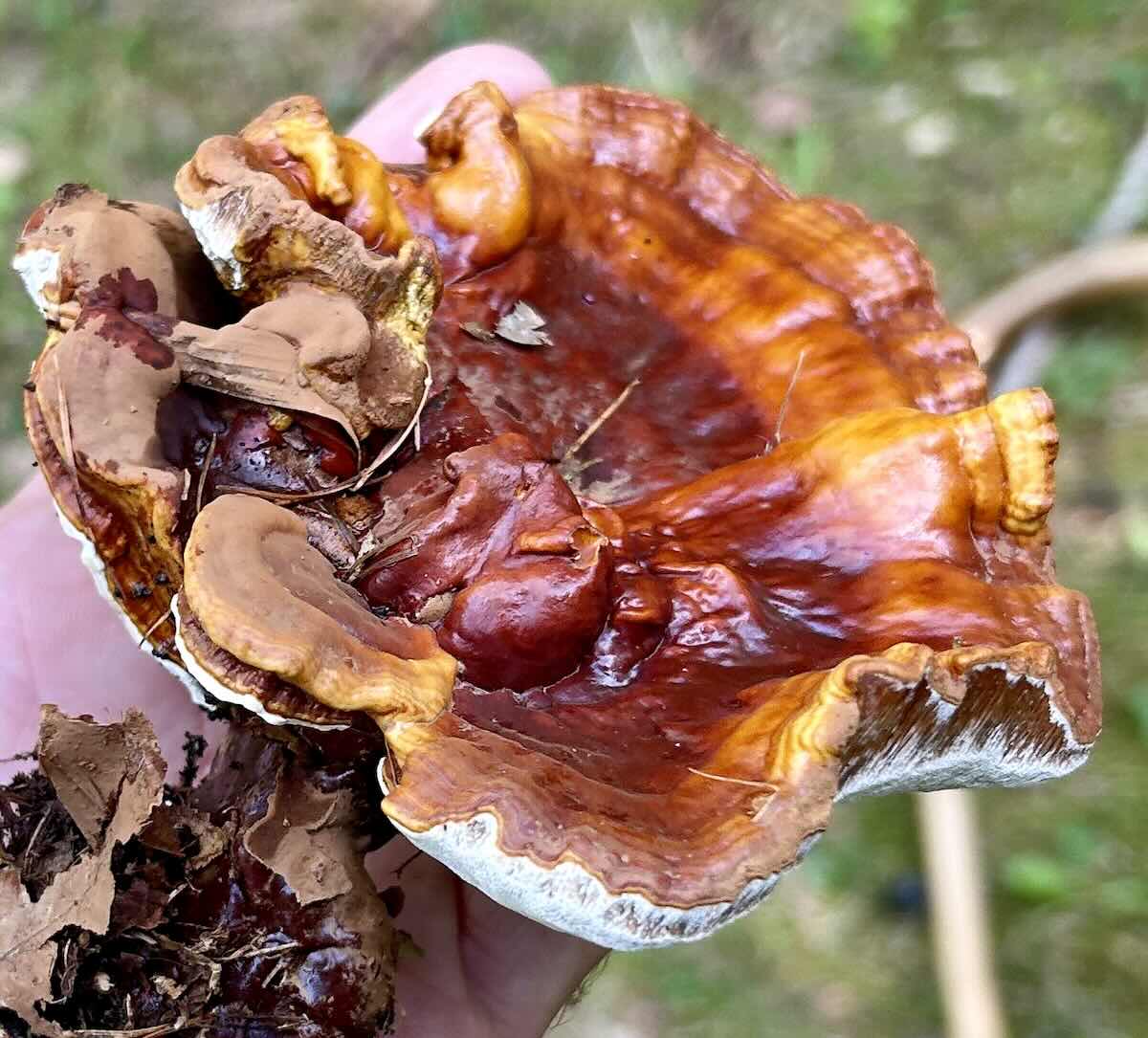 GanodermaLucidum