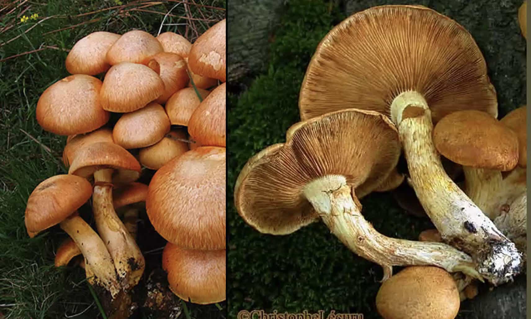 GymnopilusSpectabilis