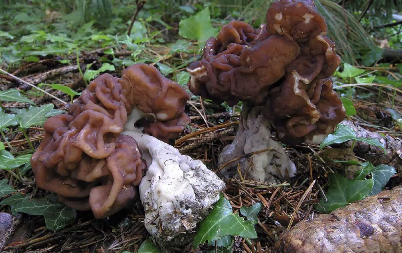 GyromitraEsculenta