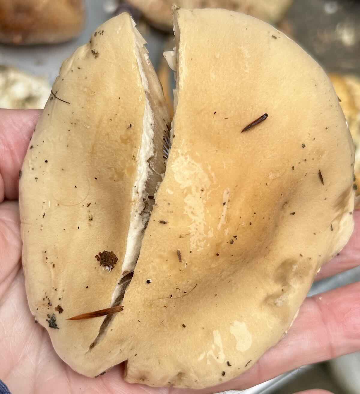 HebelomaSinapizansSporeOcra