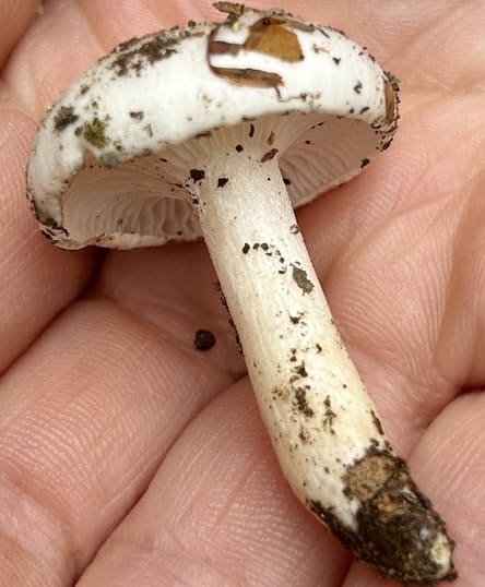 HygrophorusEburneus