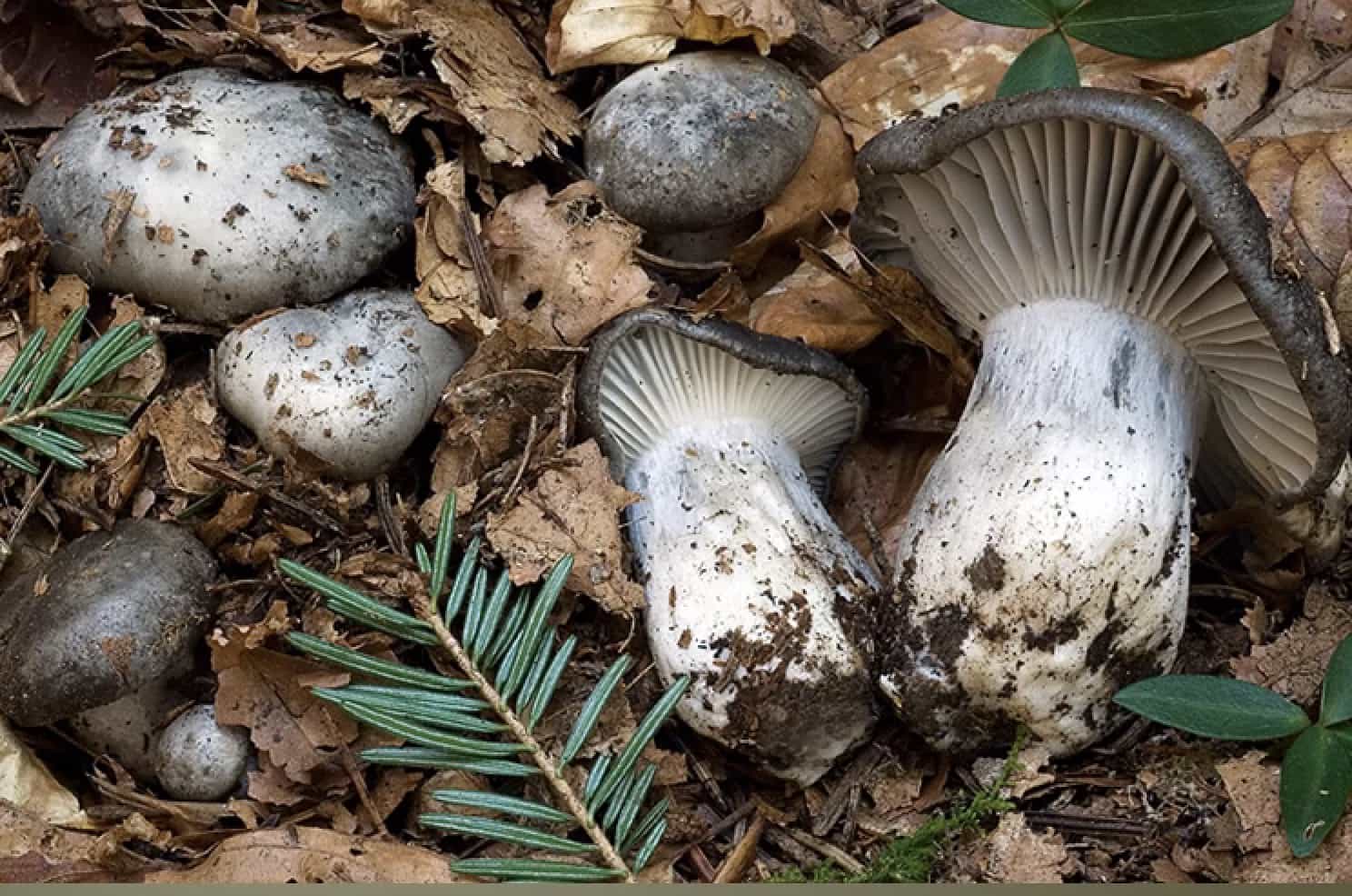 HygrophorusMarzuolus