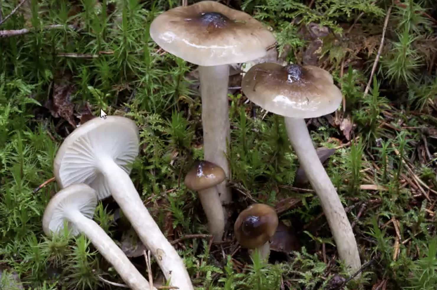 HygrophorusOlivaceoAlbus