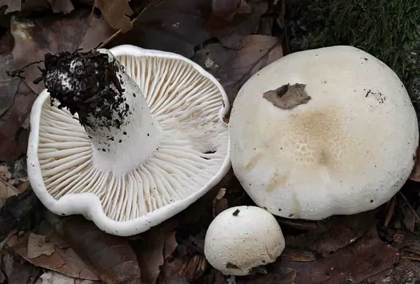HygrophorusPenarius