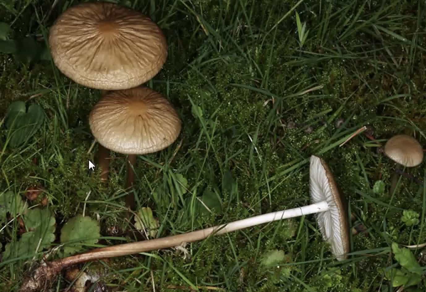 HymenopellisRadicata