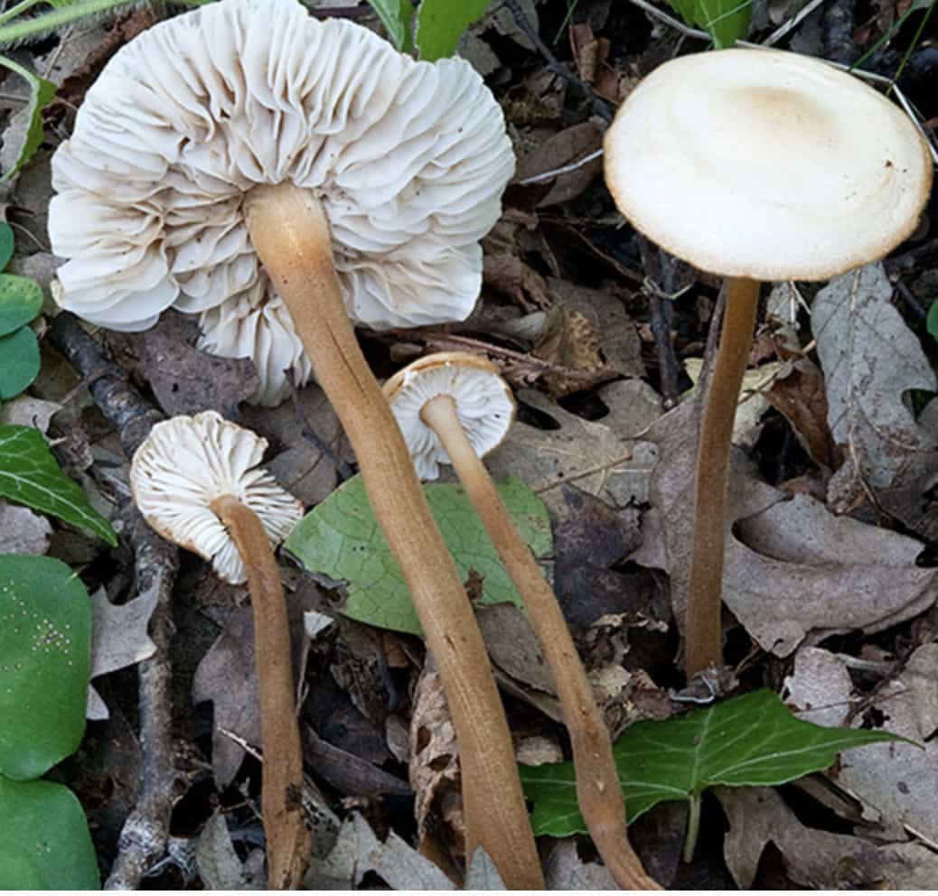 HymenopellisXerulapudens