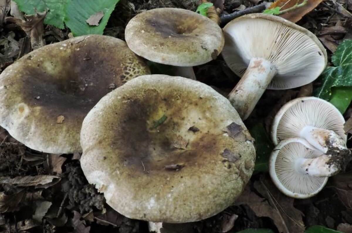 RussulaDensifolia