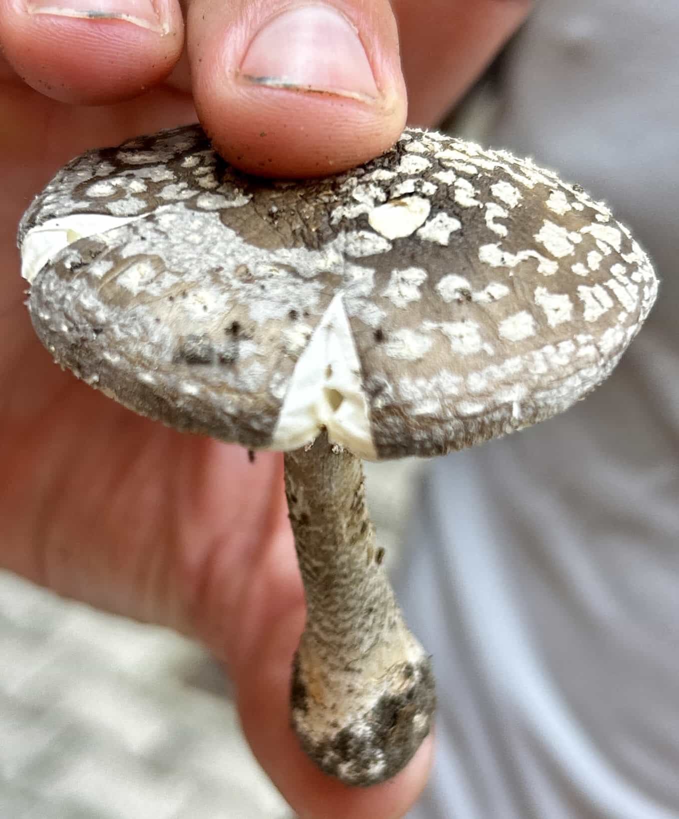 IMG 6846Amanita excelsa