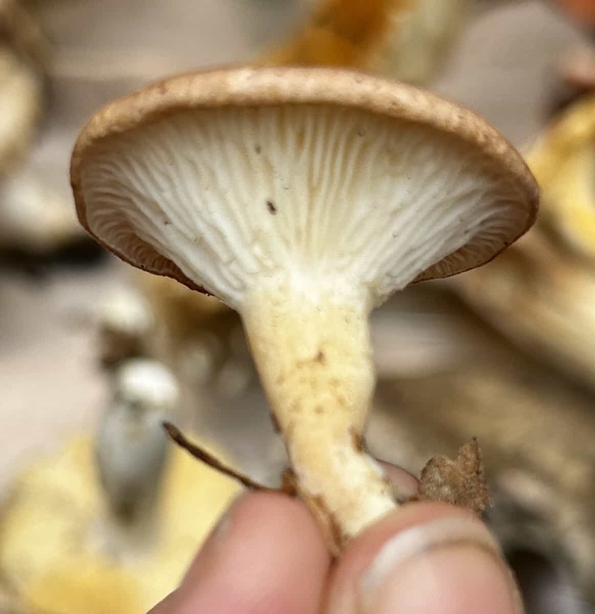 IMG 6938Clitocybe