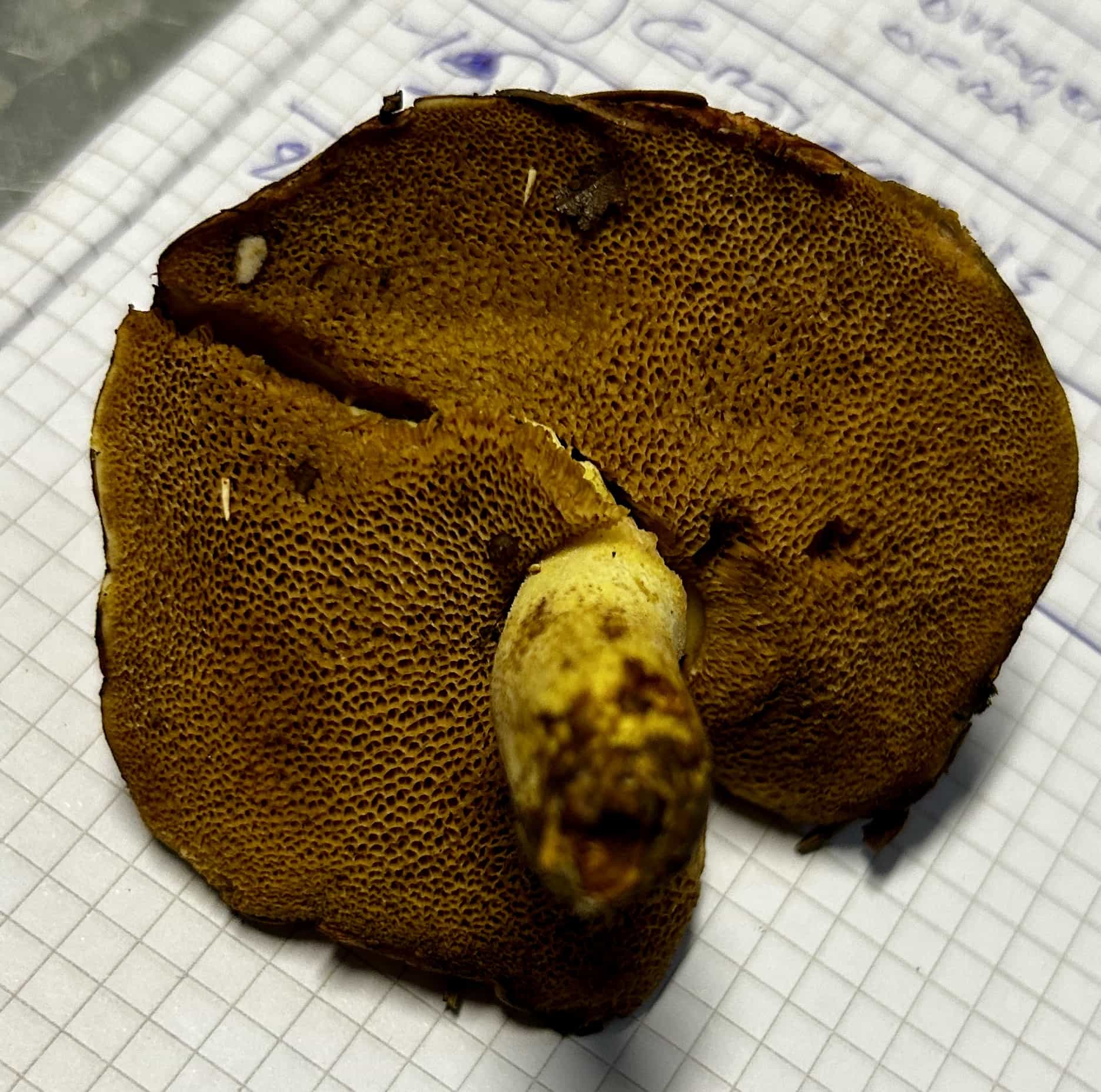 IMG 6976Suillus
